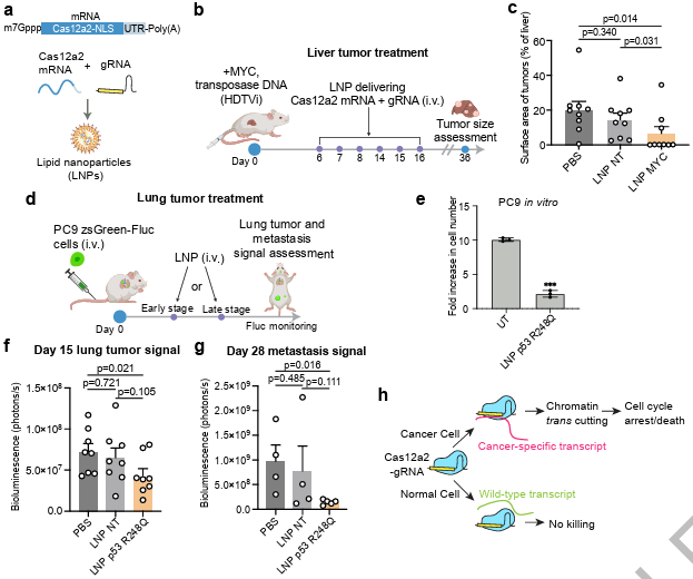 LabWaggoner's tweet photo. Targeting Cancer-Specific Mutations with RNA-Triggered Chromatin Shredding @Nature @DoudnaJennifer @DoudnaLab @gladstonein @JingkunZeng https://t.co/Y2vgiyqYfH https://t.co/p14NsmOw7T