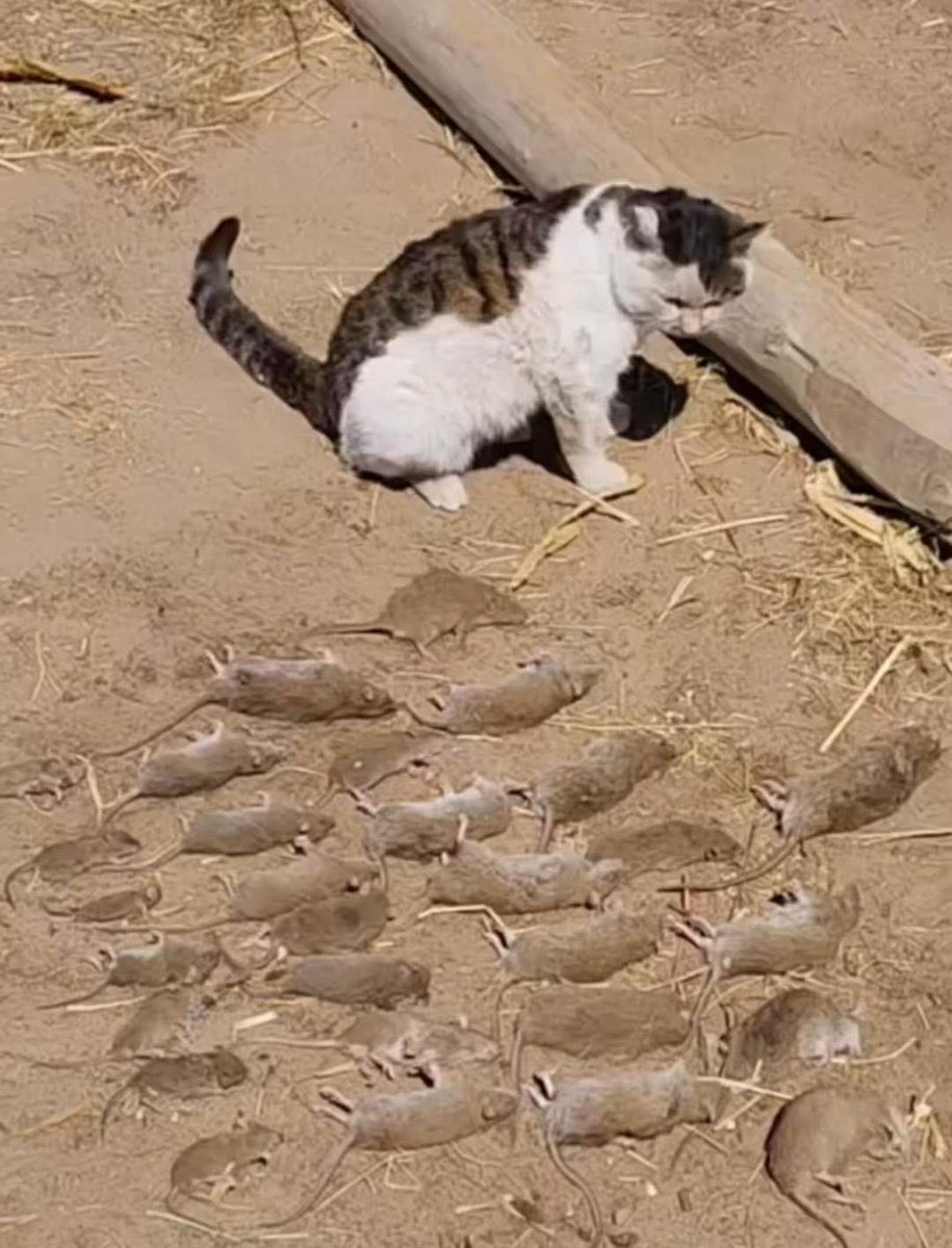 Indie5051's tweet photo. Un gato pasó la noche cazando ratones y los dejó alineados como si fueran trofeos. https://t.co/pKlATt3JYO