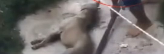 MorenaMia25's tweet photo. .@c4jimenez La presidenta @espejohernandez Le avienta la bolita a @FGE_Veracruz Vamos poniéndole precio a la cabe… perdón captura de estos sujetos que sin ningún arrepentimiento ma-tan animales. 
@Mr_Civico @Libro_negro_ @ArriagaLizzet @ https://t.co/n8KwPxqFVb