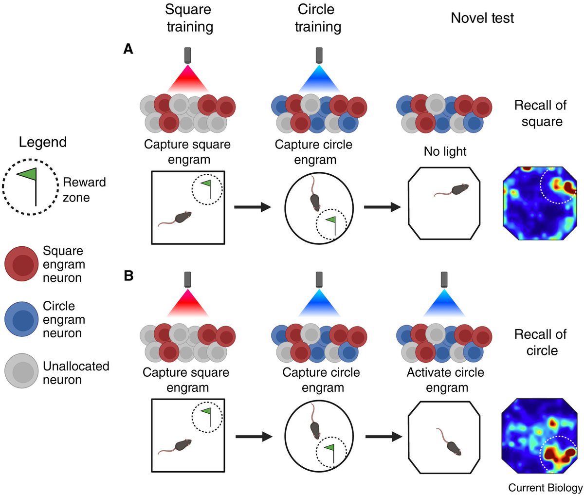 sjo09's tweet photo. If Heated Rivalry managed to make even hockey interesting, think what a Heated Rivalry-inspired Dispatch does for our recent paper. 
Thanks @J9Kwapis and Chad Brunswick for the insightful Dispatch in @CurrentBiology!

https://t.co/sgmYLgUR5c https://t.co/G9HcwDysS2