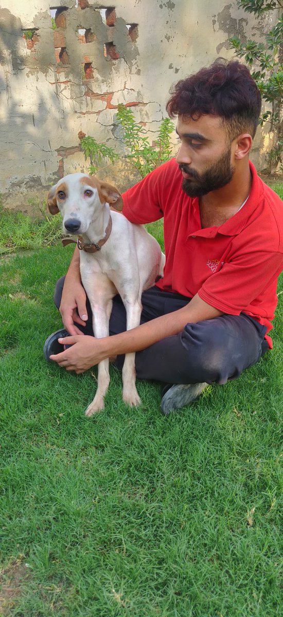 tws_pk2's tweet photo. Sadly Thalia, Jason and Chandni will not be travelling to their forever home tomorrow as we were not able to raise sufficient funds for them. Even after much asking we still need £120. Please help as this is their only chance 🙏🏼. PayPal: https://t.co/3C00sBRM9n
Ref: Thalia https://t.co/bpSP0WDS32