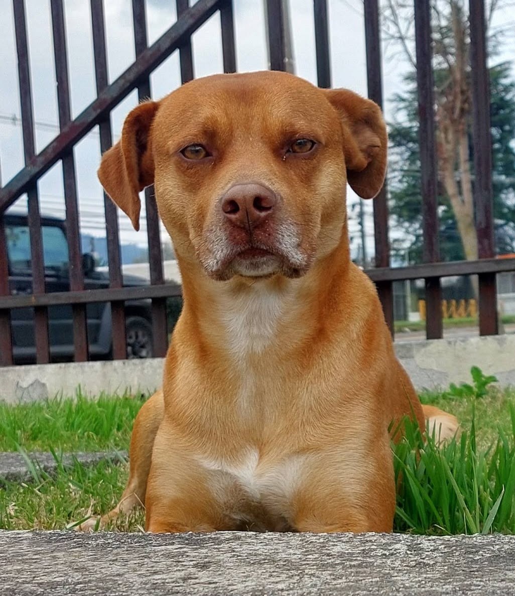 eltuitdemarsh's tweet photo. Este perrito fue abandonado hace algunas semanas. Actualmente se encuentra en el estacionamiento del supermercado Santa Isabel de Cochrane. Cada día sobrevive al hambre, al frío y al peligro de la calle. Si deseas darle un hogar, ya sabes donde encontrarlo. Favor RT!
#Chiguayante https://t.co/JWeXvErfL9