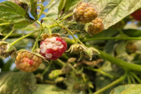margamargatwter's tweet photo. https://t.co/BNAbBs1lph Investigadoras plantean que aumento de las temperaturas afectaría calidad de berries cultivados en Chile.
Investigadoras plantean que aumento de las temperaturas afectaría calidad de berries cultivados en Chile.

El estudio realizado por expertas del Centr https://t.co/IXakj9Albv