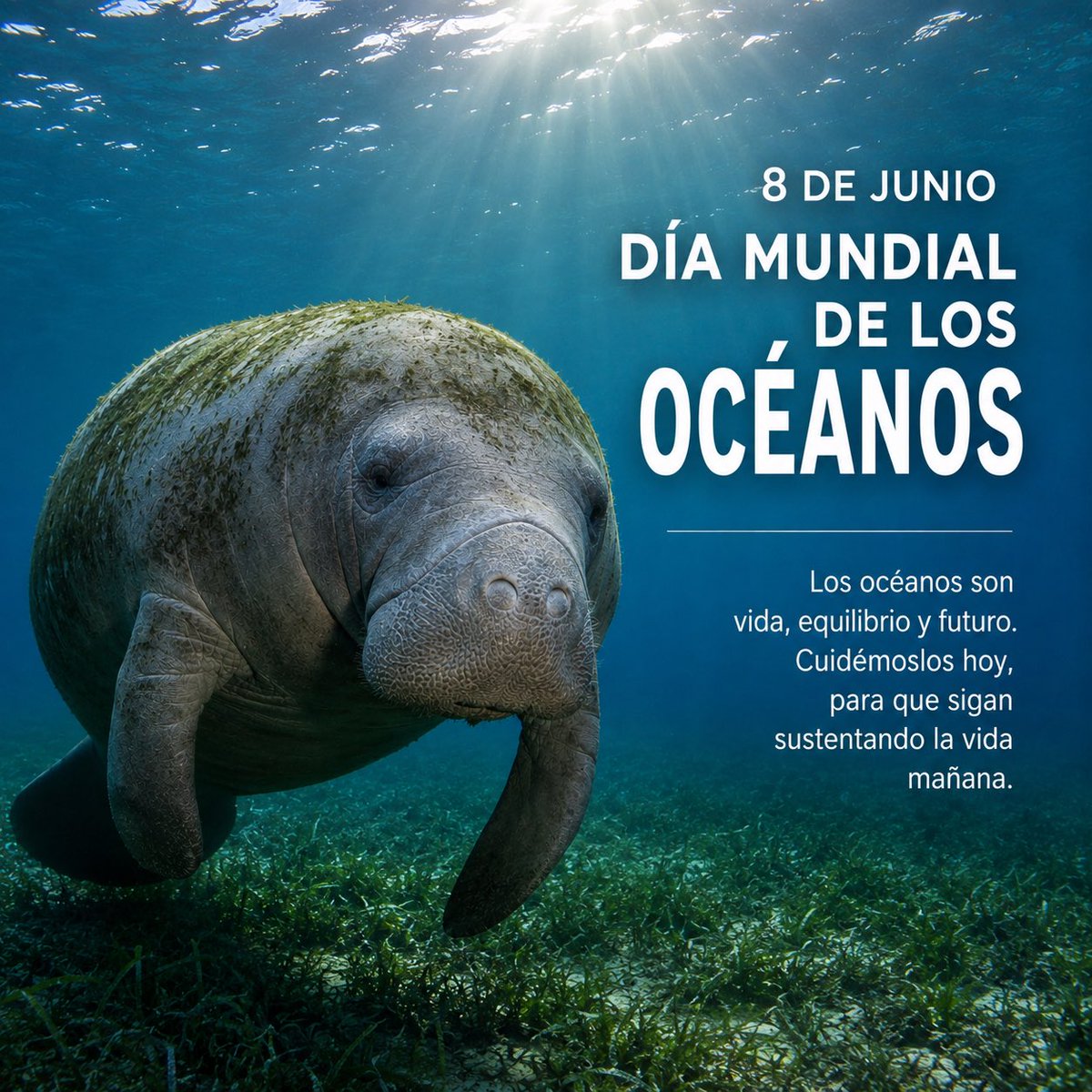 jonuteek's tweet photo. 🌊🐬 Cuidar los océanos, ríos y humedales es cuidar la vida.

En este Día Mundial de los Océanos, Jonuteek celebra y protege a los manatíes, símbolo de la riqueza natural que debemos conservar para las futuras generaciones.

#DíaMundialDeLosOcéanos #Jonuteek #Manatíes https://t.co/5ERO87v0Gk
