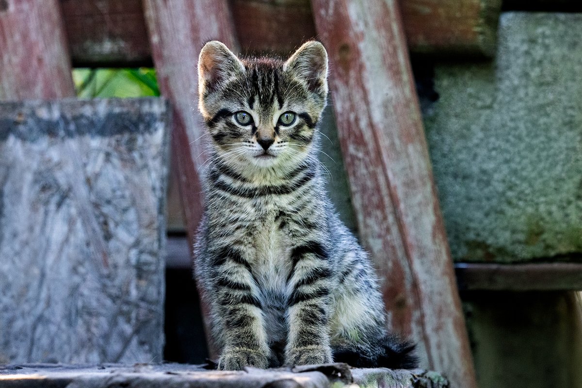 HMetalGOAT's tweet photo. Your Daily Dose of Fluff 🐾🥰

Sadie (Sharon suggested the name, I like it) is 7 weeks old.  I got this portrait while she was sitting a shelter box with black roofing material on it and a section of fence behind.  Makes a cool little set for photos <3

#photography #cats #kitten https://t.co/2AFRIu0PJF