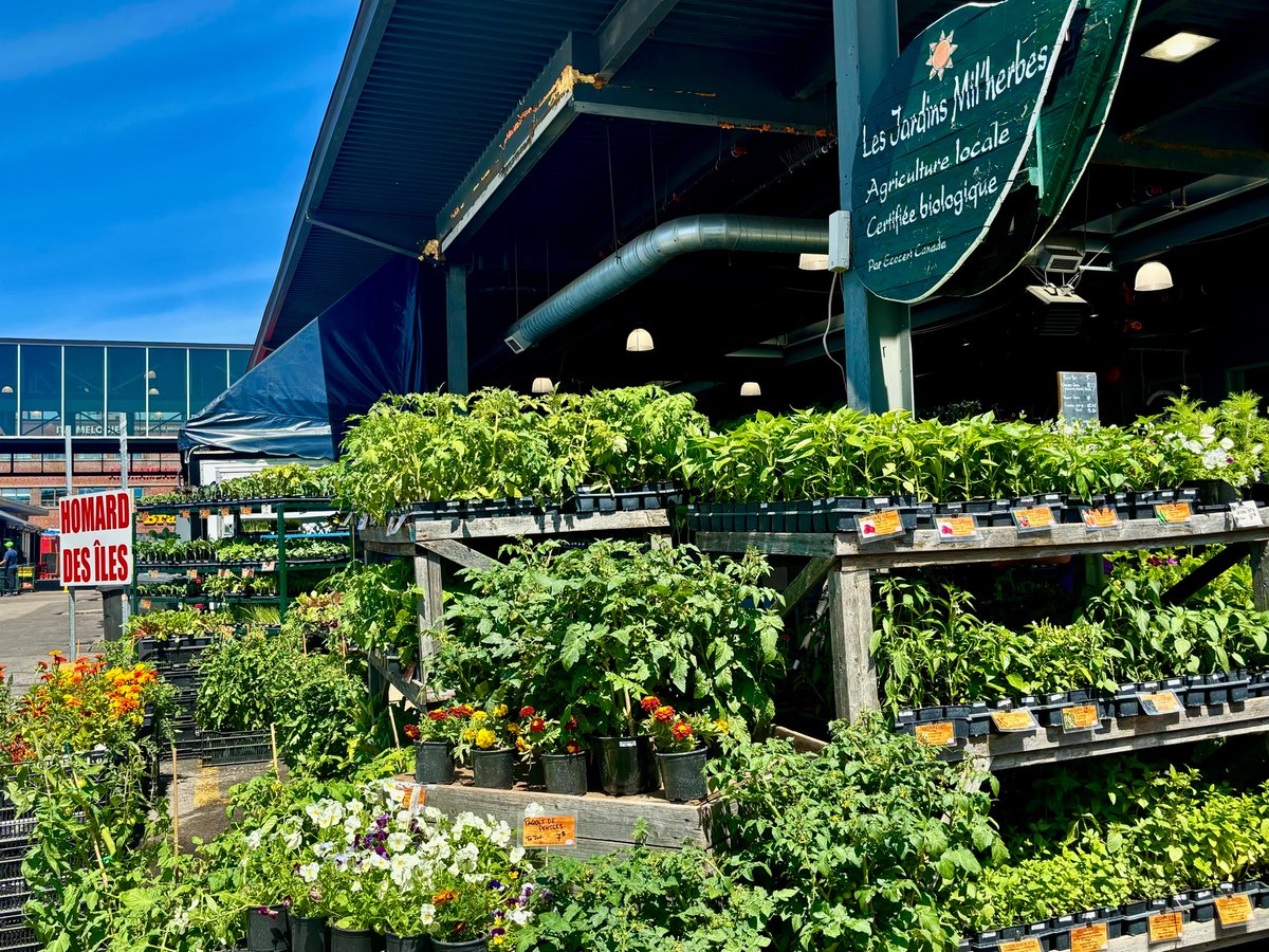 MichelineWilkie's tweet photo. Toujours frais du jour au Marché Jean-Talon! 🍓😋@Monmontreal @Montreal @marchejeantalon @WalkMontreal #acheterlocalqc https://t.co/PA027V9y4y