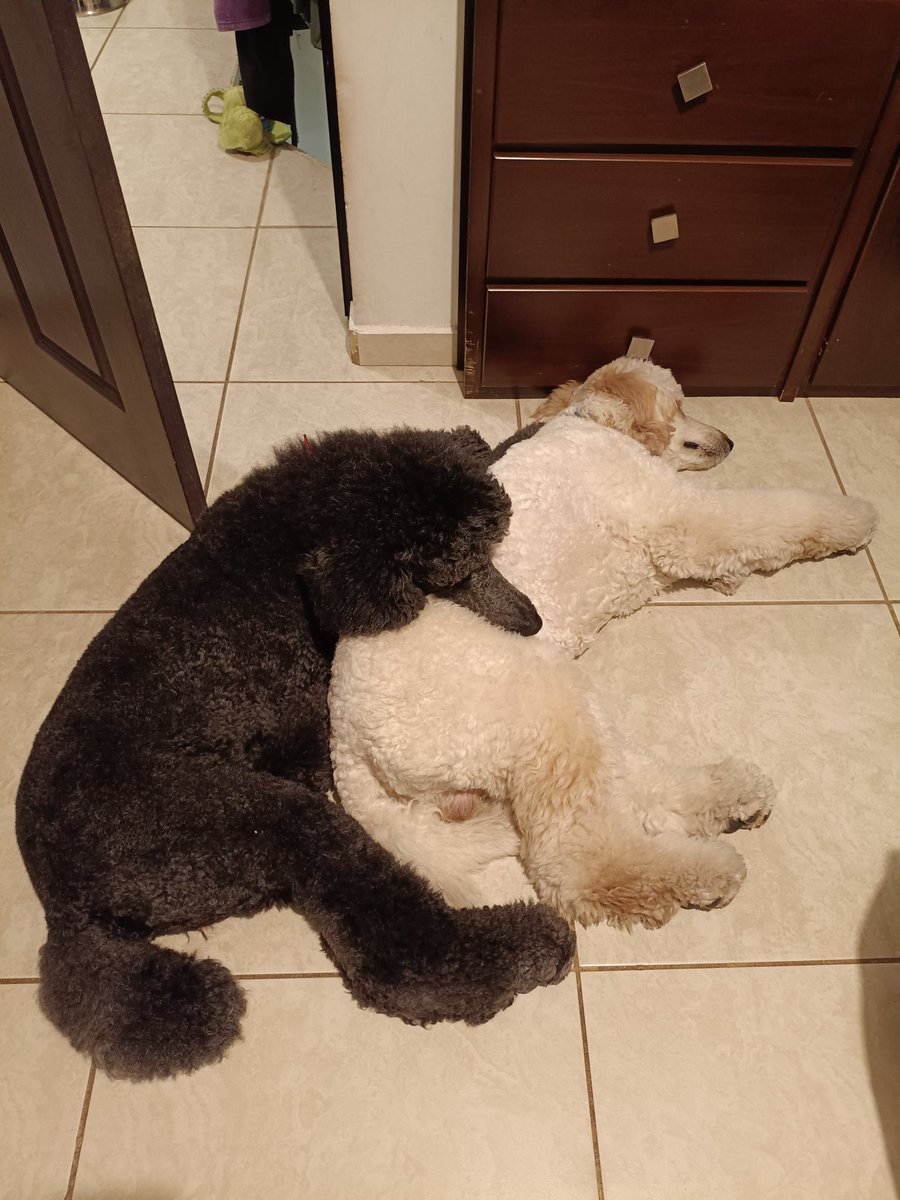 corginand's tweet photo. @Pokemon Hoping to see something for my Furfrou duo 🥺 https://t.co/EITlbIa8AX