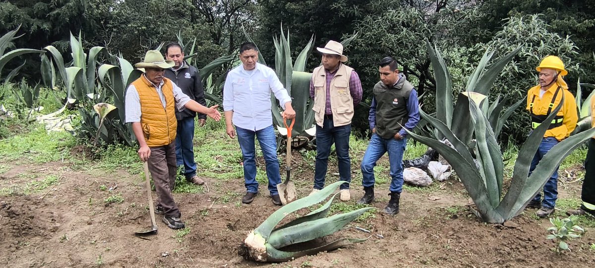 agriculturaEmex's tweet photo. Atendiendo el eje 2 del PND, instruido por nuestra presidenta @Claudiashein, en coordinación con #PROBOSQUE, se asisitió al establecimiento de plantaciones de agave pulquero, en Jiquipilco, #EdoMéx, con el objetivo de proteger la biodiversidad y los servicios eco sistémicos. https://t.co/UJhu8MoZPY