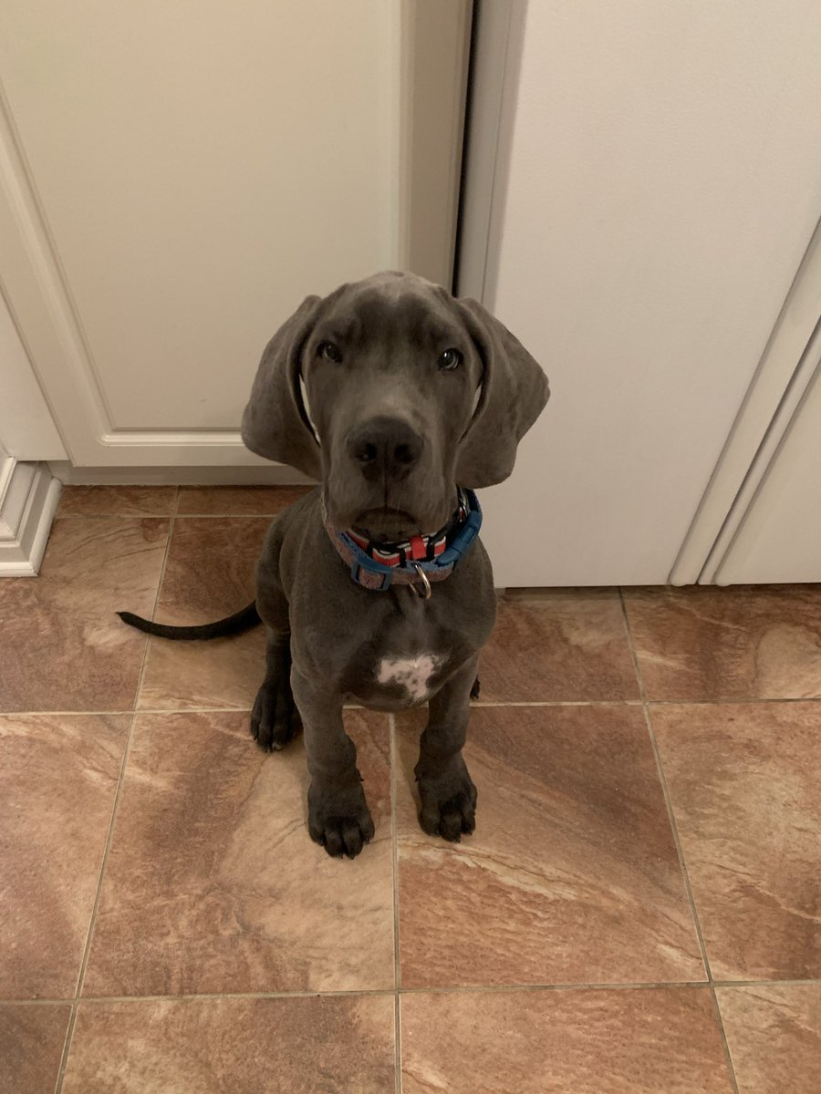 bullletproof's tweet photo. He cute, but ain’t got nothing on my boy though 🙂‍↔️🥰 https://t.co/yO2ZbTjyY1