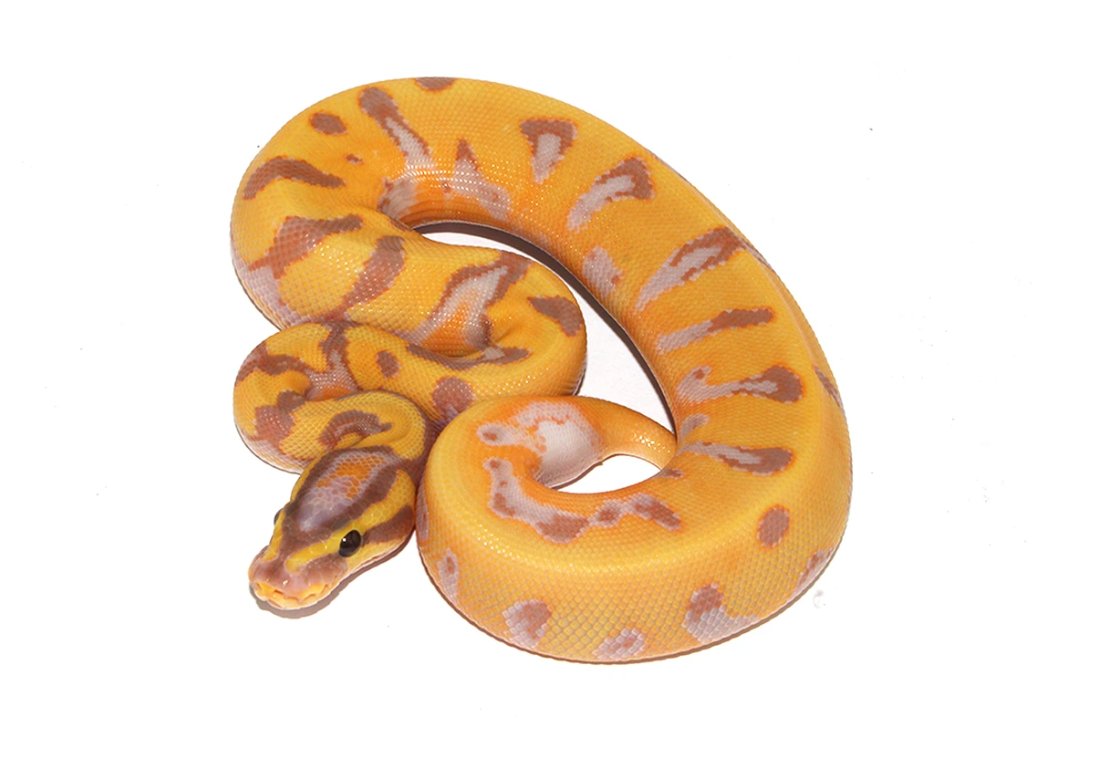 MorphMarket's tweet photo. ODYB Banana Enchi Pied Ball Python by PetroGenetics

https://t.co/inUGEgKBTo https://t.co/5g0x3xyY7B