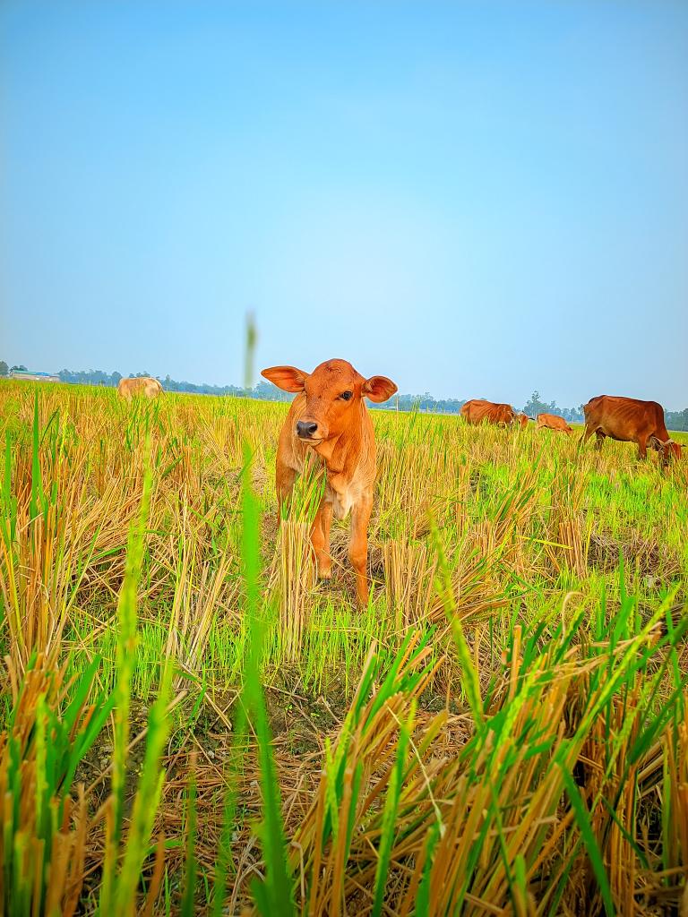 krishna_protap's tweet photo. সুখের জন্য সবসময় বড় কিছু লাগে না, কখনো ছোট মুহূর্তই যথেষ্ট। https://t.co/Y4m9XJdH8J
