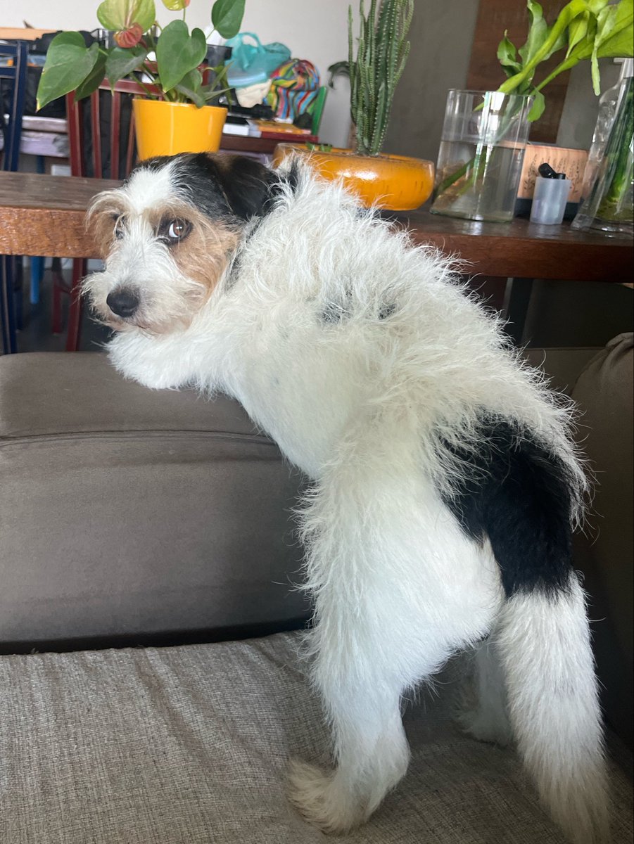 thepecanha's tweet photo. Por que ele fica posando pra foto cara https://t.co/ha3f9x0FxE
