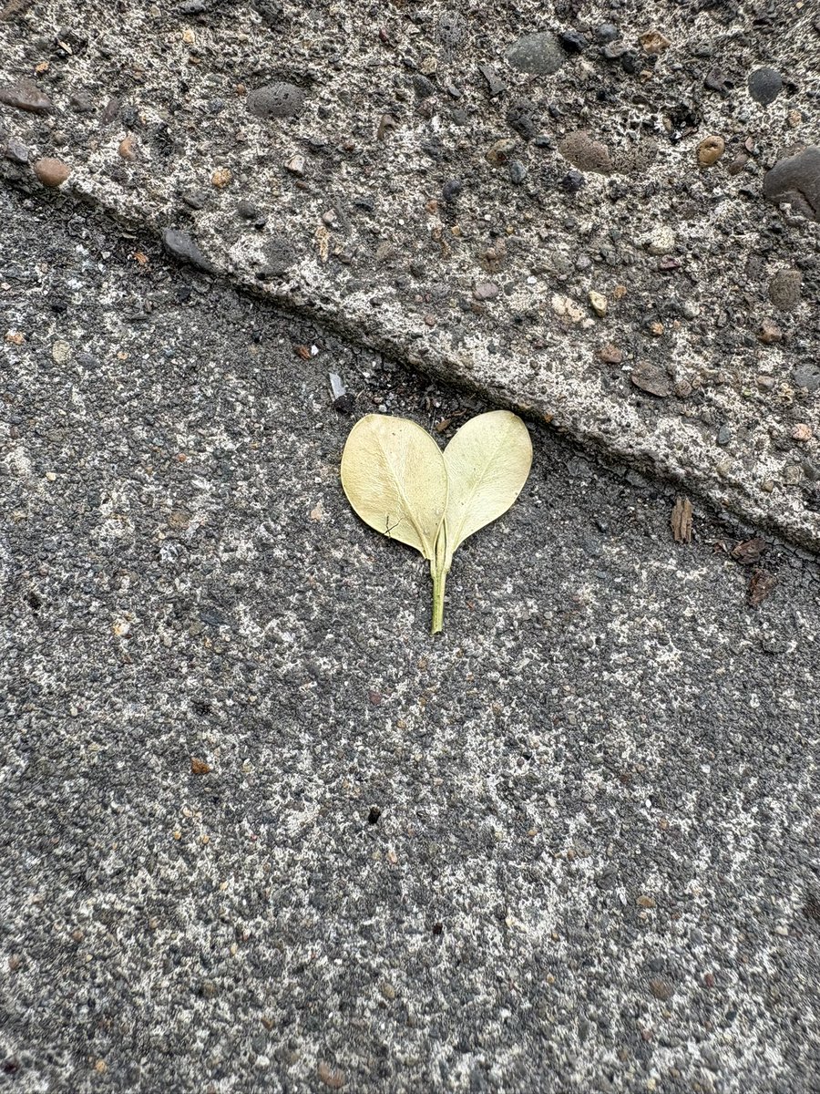 KellyKendricks6's tweet photo. Gewd morning! I woke up like this.

Jk. It is a leaf. Fooled ya! I know you see the resemblance though. 

#leaf https://t.co/tTsG6o4zvB
