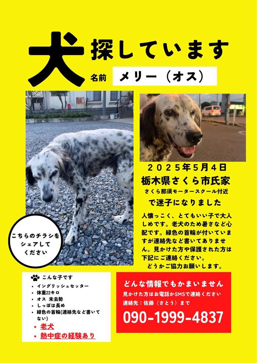 imhina0906's tweet photo. ⬆️⬆️拡散、ご協力お願いします🙇🏻‍♀️
迷子犬 迷い犬
#栃木県  #さくら市 ＃矢板市  #高根沢町   #宇都宮市  #大田原市  #埼玉県 #茨城県  #群馬県   #福島県
 #迷子犬 ＃迷い犬 #保護犬 ＃迷子犬目擊情報  #迷子犬情報  #迷い犬目撃情報  #迷い犬情報 #拡散希望 #イングリッシュセッター https://t.co/6ivjmKlILD