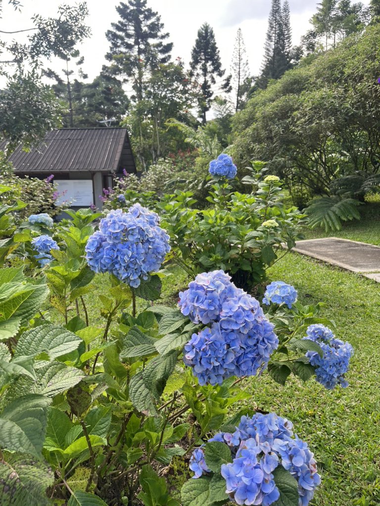 nicasm_'s tweet photo. blue hydrangea are so pretty https://t.co/cEsyRYNDeX