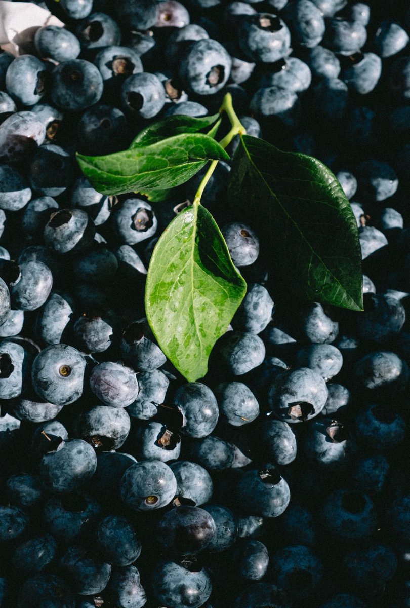 vincepoor's tweet photo. Just tried the seasonal wild blueberries from local farms! Bursting with natural sweetness and plump texture—perfect for oatmeal or smoothies. A must-try for berry lovers! https://t.co/VNwX0tdTR0