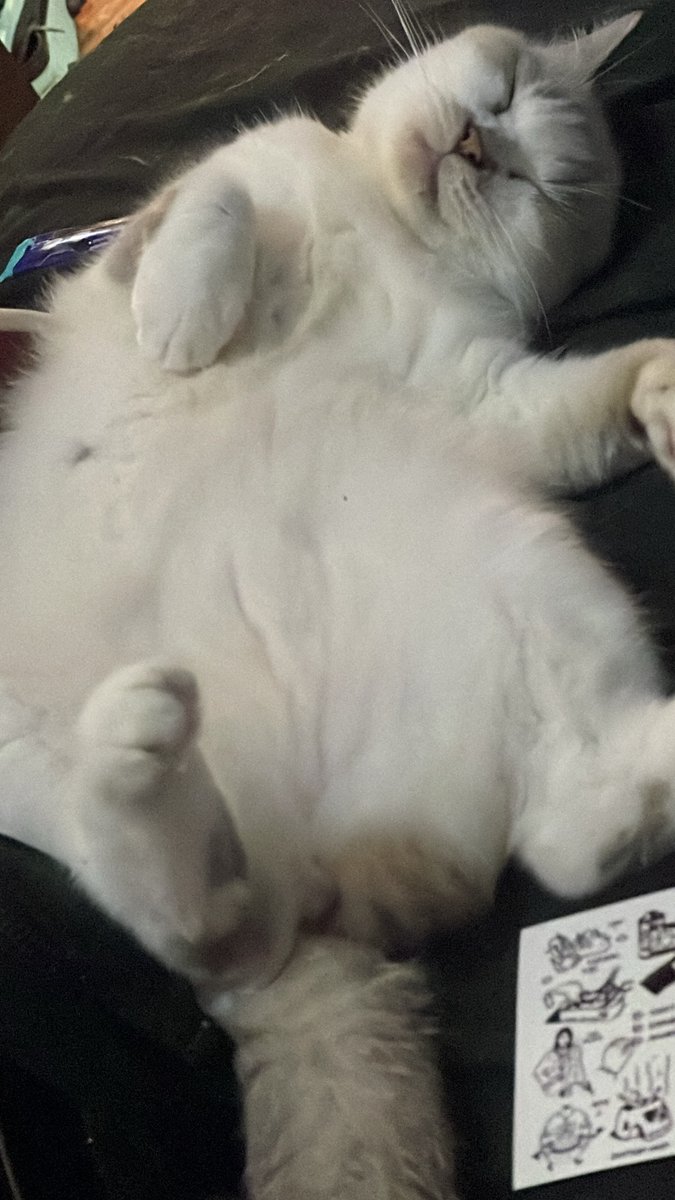 Cheersforth's tweet photo. Kucing ak lagi bobo. Terus tbtb dia meong2 yapping gt sambil matanya merem satu. Terus 10 detik kemudian bobo lagi. Duhhh mimpi apa sihhhh adeeekkkk? Mana lucu bgt lg https://t.co/pGTLTSLBa7