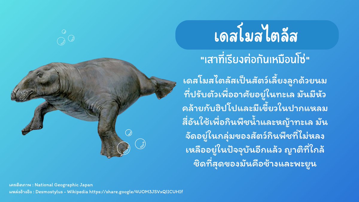 hiro_axomatsu's tweet photo. รู้หรือไม่‼️วันที่ 8 มิถุนายน ของทุกปี คือวันมหาสมุทรโลก 🌊🌍 ท้องทะเลในอดีตเคยเต็มไปด้วยสัตว์เลี้ยงลูกด้วยนมหน้าตาแปลกๆเต็มไปหมด ผมขอยกมาให้ทุกคนรู้จักกันตามนี้ครับผม 👀 https://t.co/0LnnNulv3u