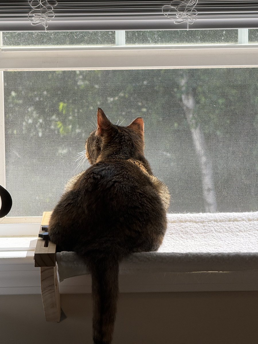ashe 🌻 tweet media