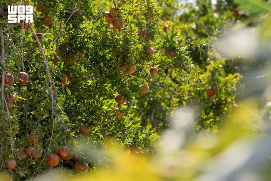Saudi_Gazette's tweet photo. Throughout the year, Al-Jouf transforms into an open-air fruit festival, with farms and markets showcasing the vibrant colors of fruits harvested from more than 10 million trees known for their quality and distinctive flavor.

https://t.co/3Br38AsbCa https://t.co/6k4ql4qWQA