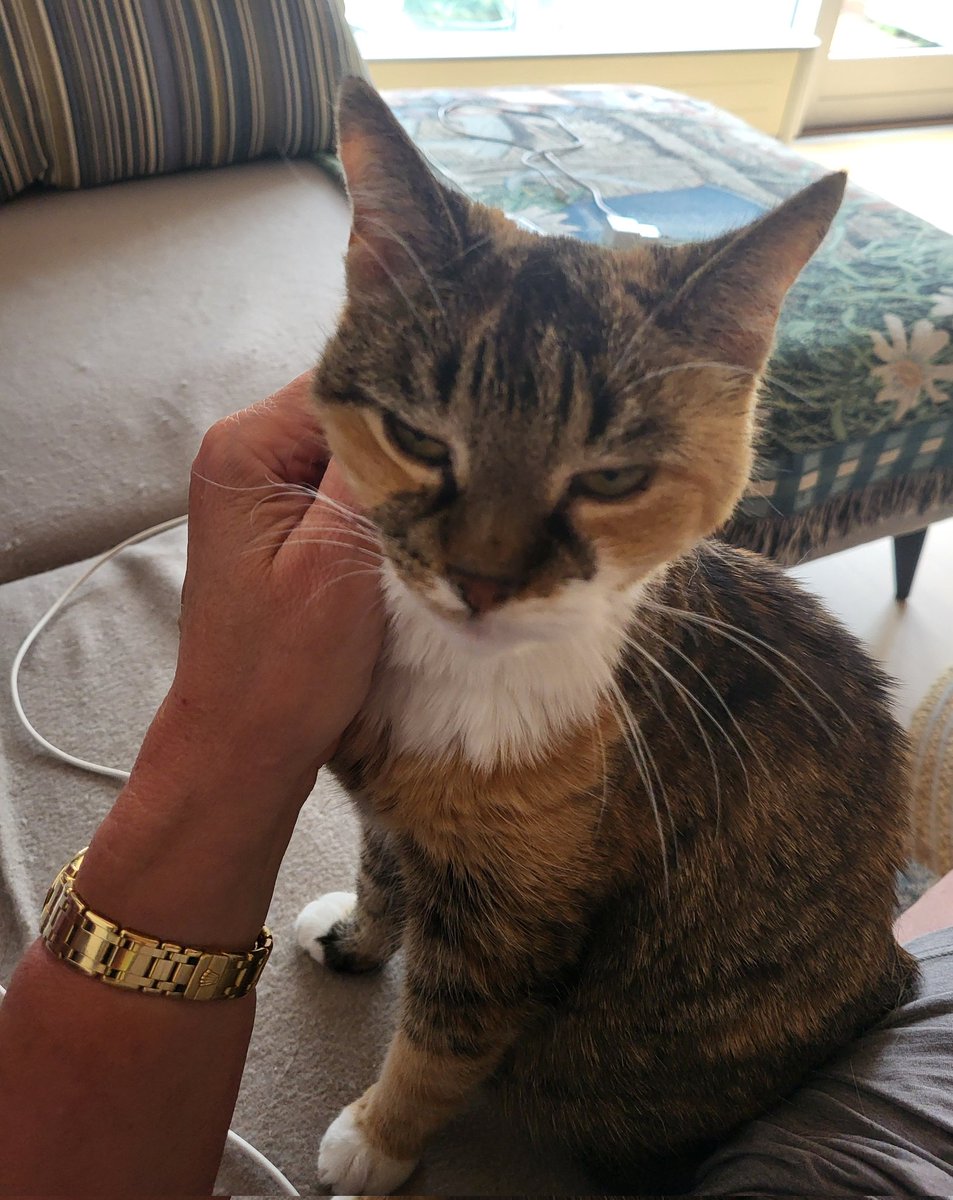 tove_brien's tweet photo. Moma was gone for ages (around 4 hours), so I needed loads of pets and cuddles on the sofa when she came home. 
Have a great day, purrs from Miss Finnegan 😻 https://t.co/sHKQL8lr5A