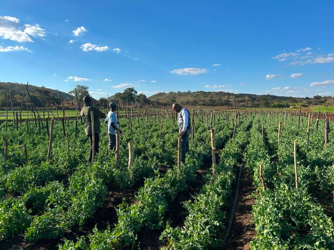 ZimTradeAlerts's tweet photo. When partnerships yield tangible results! 
We were excited to visit Mutoko Horticulture Cluster as well as the WESRP Peas Pilot, being run by Nyahunure Community Organization (@nyahunure) 
ZimTrade, along with the @NLinZimbabwe, @CAID_Zimbabwe, and @kumindafresh, is spearheading export-ready pea production, supplying inputs, developing clusters,  and allowing smallholder  farmers to create sustainable livelihoods through exports.

Just three weeks after planting, all groups exhibited a healthy,  uniform crop stand, excellent field management practices, and well-maintained production sites. More importantly, the farmers proudly shared how they are working collectively to make the pilot a success, with women taking a leading role in production while being actively supported by men, demonstrating the power of inclusive and community-driven agricultural development.  
🌱🤝