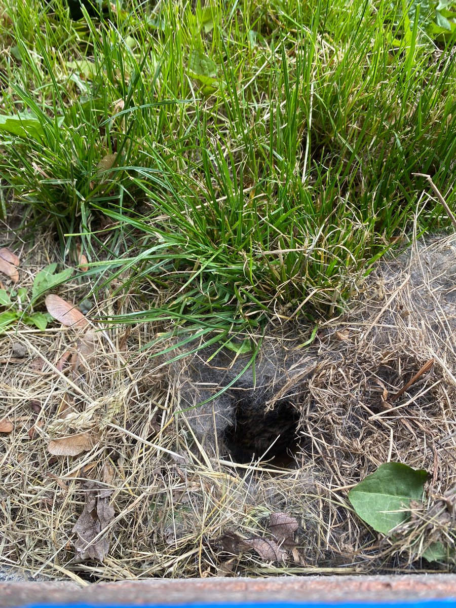 barbiehoney2002's tweet photo. #GMD I had two baby bunnies next to my house https://t.co/P9oI3WHrwA