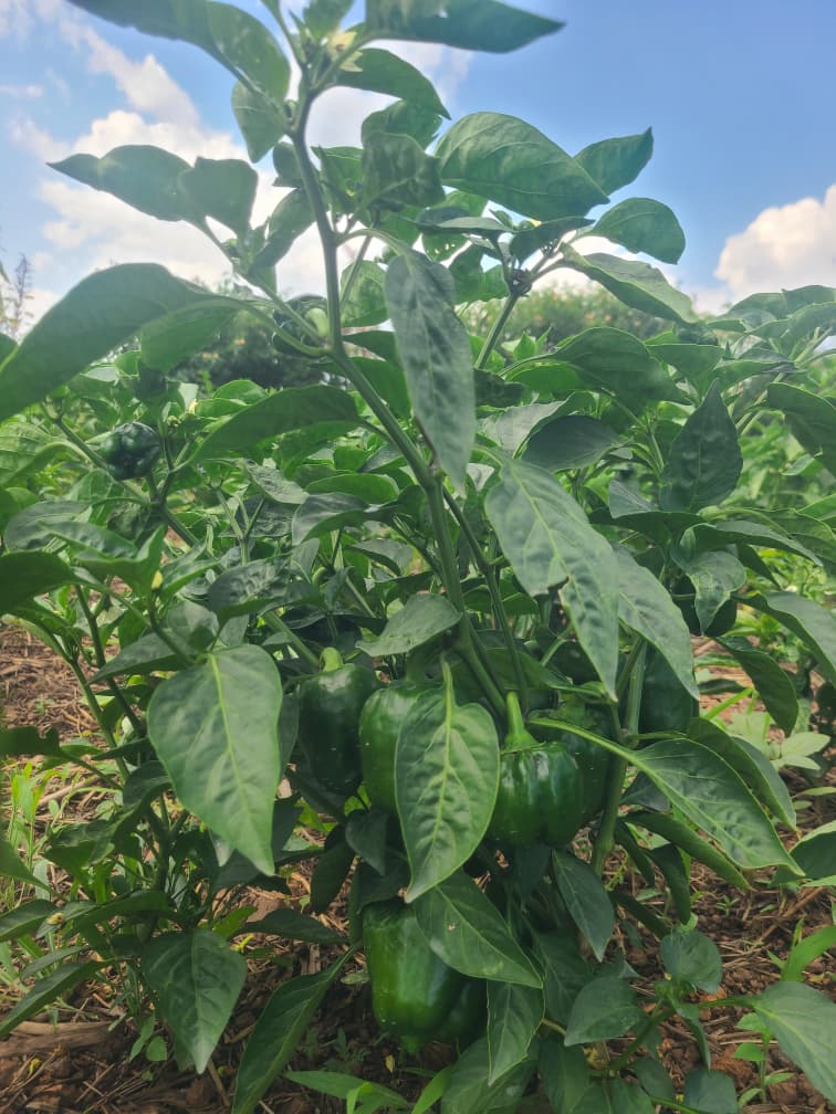LegenceThe's tweet photo. The Science Behind Capsicum Yields

Consistency is the ultimate metric. For high-value capsicum, maximizing marketable yield depends on three core pillars:

Precision Fertigation: Stabilizes root zones.

Canopy Management: Stops sunscald.

Scouting: Protects margins.

#Capsicum https://t.co/sE4EFqSMRz