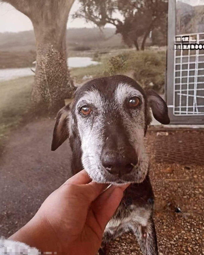 BestinDogs's tweet photo. I don't know about you, but I think old dogs are just as cute as puppies 🙏🥺💕 https://t.co/nBeB3tPJlY