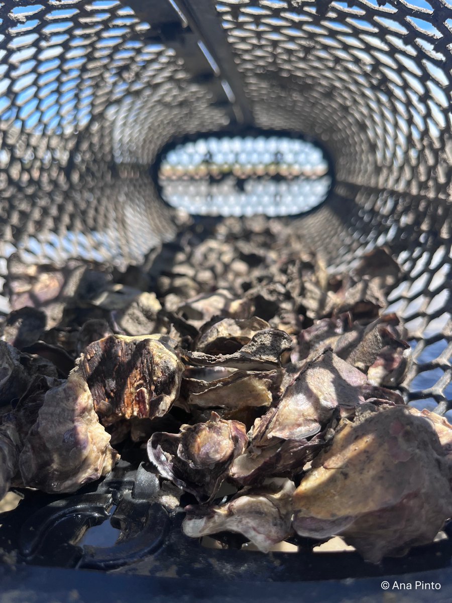 OurSeaOurLife's tweet photo. This #WorldOceanDay, we are also showcasing our 15 community oyster farmers. With over 1,000 oyster baskets installed, this group is on a pathway to sustainable income from 2027. Protecting the ocean and supporting people go hand in hand 🦪
#SustainableLivelihoods #OysterFarming https://t.co/XZGYrCM9gT
