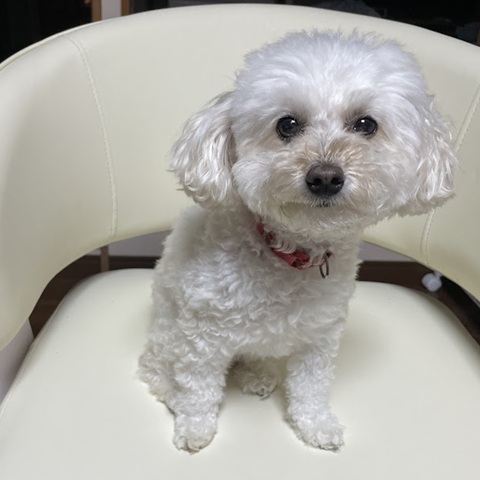 ixn4L's tweet photo. イスの上の結華
＃犬　＃トイプー https://t.co/5Kvw69rmDo