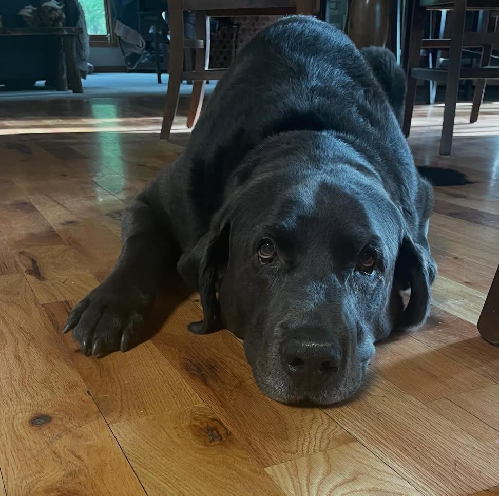 saniyafatma1278's tweet photo. After seeing oncology today, our prognosis is 3-6 months.  We dont want to put him through chemo so we are going to give him his best life for as long as we can! ❤️ for Baxter https://t.co/vvCKvA5Xag