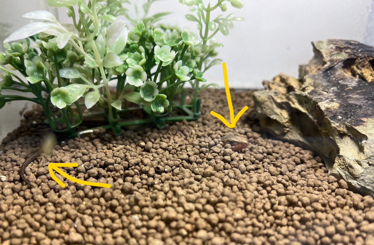 Neziru_a's tweet photo. @NPjaOn369onOijm こえださん🦎は埋まってます😂

えー！アカカンガルーのハッチ、知らなくてググってみたら今は居ないんですねー🥲子孫たちが暮らしてるって書いてあって感動🥲野生のトカゲも居るしいいスポットですな🤤♡ https://t.co/tpDNsOGkEN