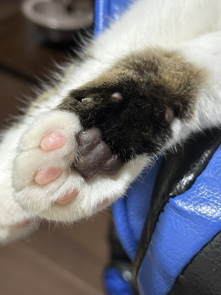 whiterabbit8739's tweet photo. 三毛猫を飼ってはじめてしった事。
三毛猫の肉球は、毛並みと連動して肉球にも模様がある。
(*'▽'*)

という事は、黒猫ちゃんは肉球が全部黒いのかな https://t.co/7axWeGnjOJ