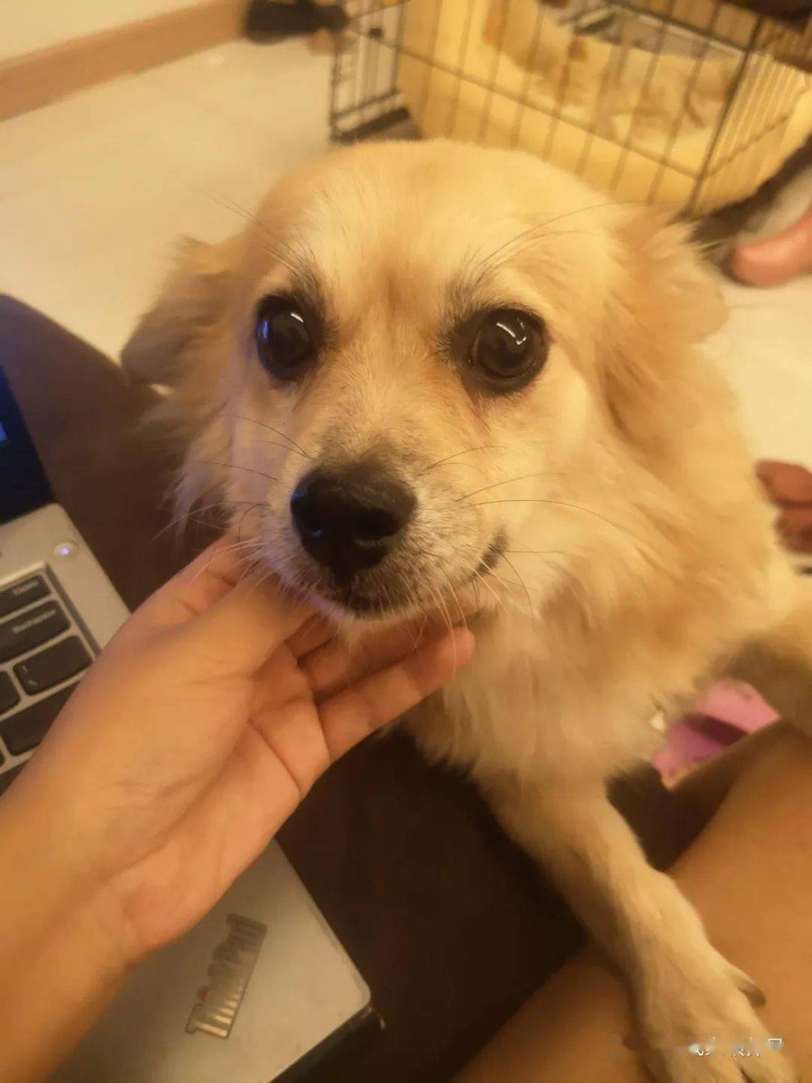 nehabhatia20's tweet photo. My fluffy pup just mastered "sit"!  4 months of tiny treats + endless patience = this perfect side-eye pose. Love this fuzzy little learner so much! https://t.co/3Owe46xlyI