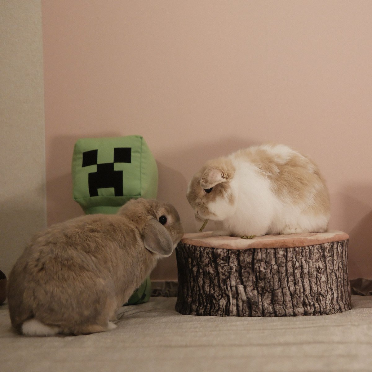 うさぎのチャイ tweet media