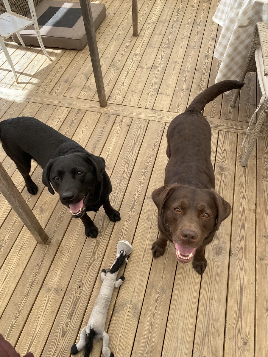Rosonellex's tweet photo. Blessings ur tl with happy puppies to make ur day better 🫶🏻💜 https://t.co/e4Hf0egSLN