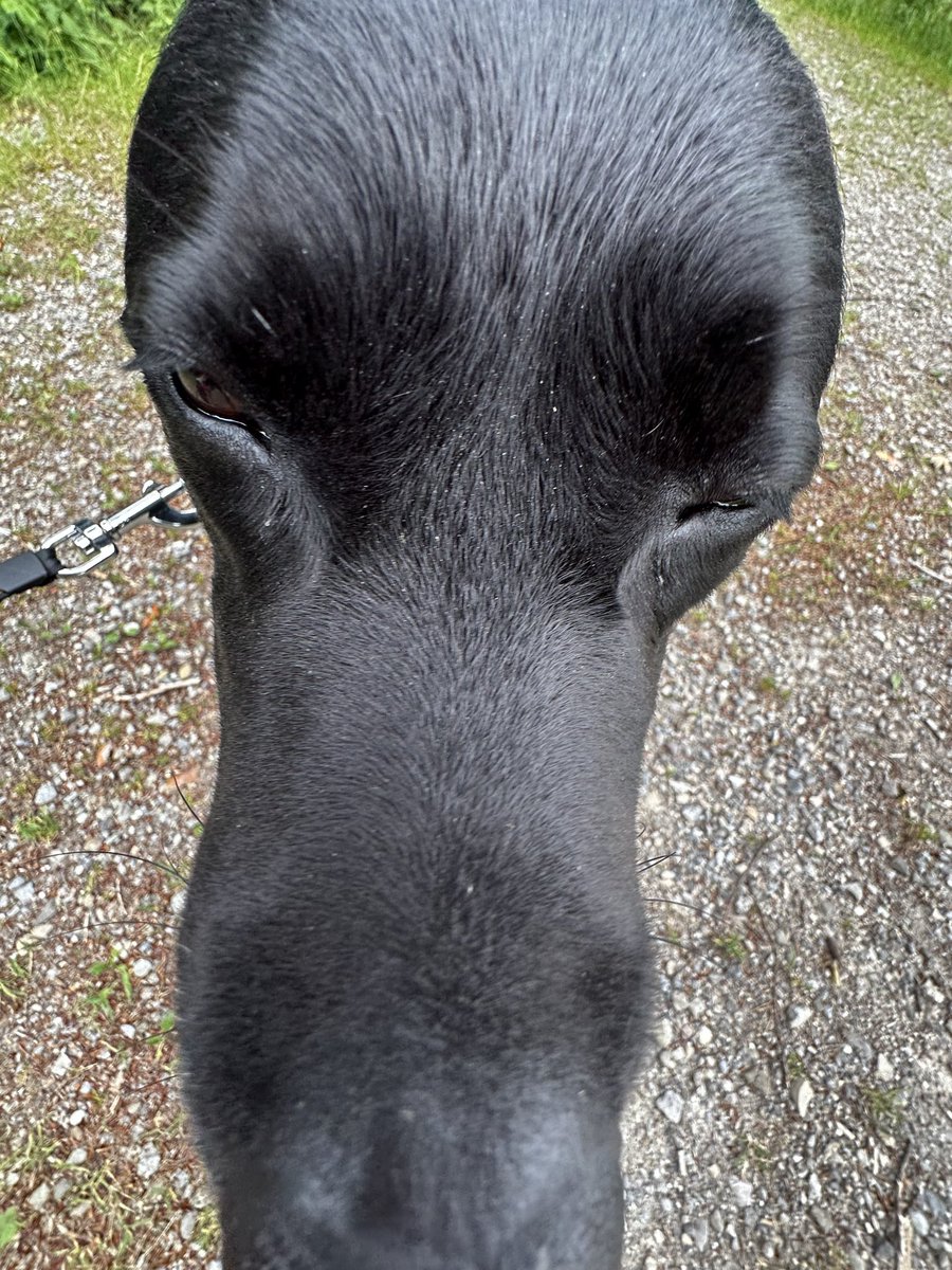 beets_vt's tweet photo. Haven’t eaten today but already dis a job interview and walked this little goober.

Runnin on pure willpower https://t.co/QbUGD1HDa7