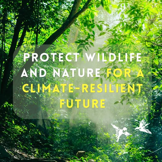consumer_penang's tweet photo. The escalating #impacts of #climate change, #biodiversity loss, #deforestation, #pollution & #ecosystem degradation continue to threaten #wildlife, human well-being &🌐#economic stability. Protecting #nature is no longer an option but a #necessity.
#loss
https://t.co/sFdAvTCch6 https://t.co/DB2oewGdWw