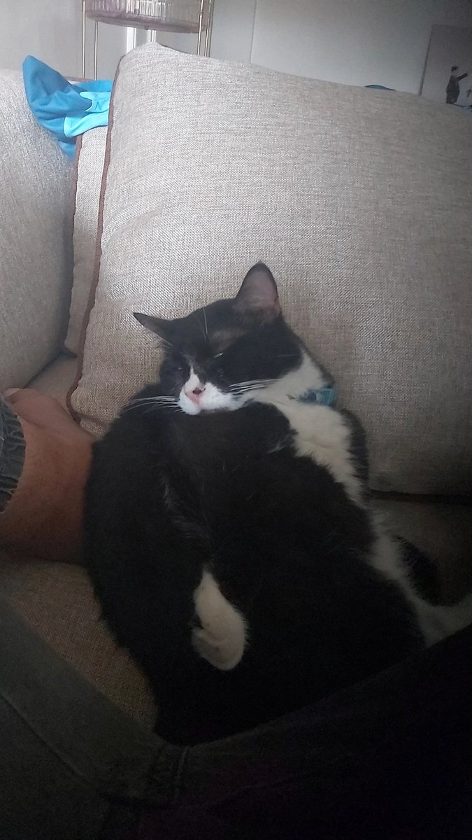 qaegi's tweet photo. @ginasfsydnee Just like my cat 😸 https://t.co/cfbWztPeoe