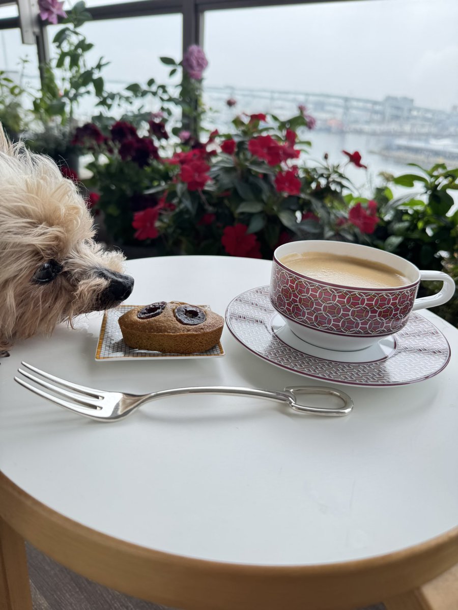 Lococo0040's tweet photo. エルメスのネクタイのモチーフを使った"タイ　セット"☕️動物や幾何学が素敵で見るだけでも楽しいエルメスのネクタイ売り場を思いながらコーヒーを飲みます😊
夜は赤舌平目のソテーでした😄
＃エルメスタイセット
＃ジャン=ポール・エヴァン
＃フィナンシェ
＃エルメスシエスタ
＃幸せ時間 https://t.co/MmSLFiOMwG