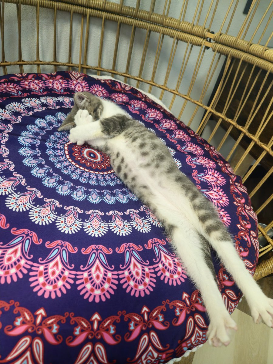 Draw4Coffee's tweet photo. Had some much needed kitten therapy yesterday https://t.co/A3lYIpFQs5