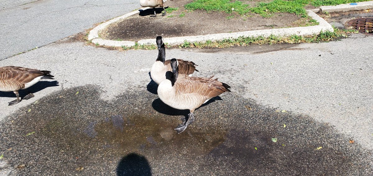 PenguEddie's tweet photo. Puddle https://t.co/q0EFk12Lt2