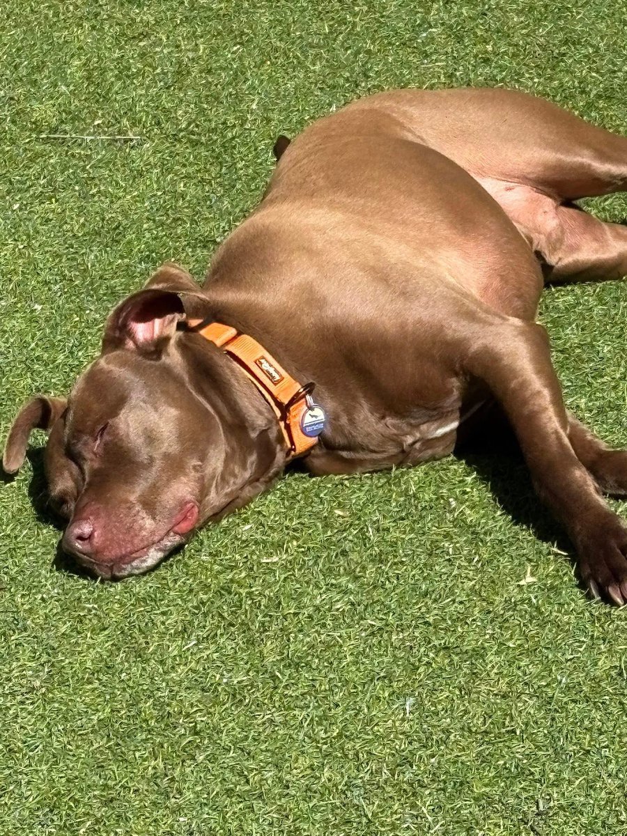 dogs_dc's tweet photo. Monday, June 8, 2026

Please🙏 share for:

Senior Dog Sanctuary of Maryland
8336 WB & A Road
Severn, MD  21144

(443) 742-0270

We know it's officially summertime when our pups start sunbathing. 😎

Check out Zeek🐾🐾 as he takes time away from chasing his yellow egg to plop down for a quick snooze. 

Zeek🐾🐾 is 7 years old, full of affection, loves a game of fetch, and clearly likes lying in the sunshine. 

Please give this senior a second chance. He has come so far, and would make a family so happy!
https://t.co/z2o4J7DYSz

#seniordogsanctuarymd #zeek #sunshine #summer #adoptasenior