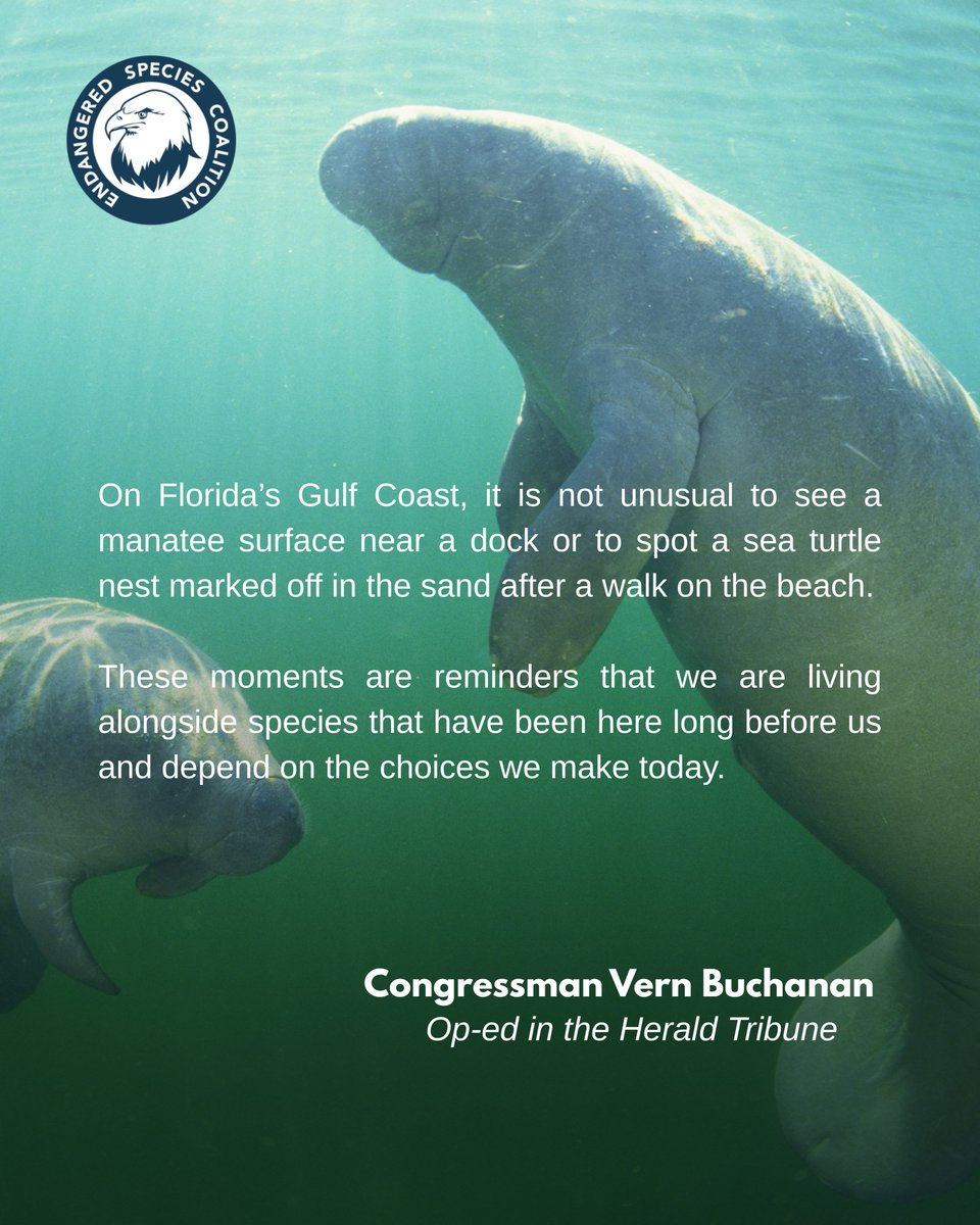 endangered's tweet photo. Florida’s Gulf Coast reminds us every day that we share this place with extraordinary wildlife.

A manatee surfacing near a dock. A sea turtle nest marked carefully in the sand. A wetland full of life. These are more than beautiful moments, they are reminders of what is at stake and what we have a responsibility to protect.

We’re grateful to @VernBuchanan for uplifting the importance of protecting manatees, sea turtles, wetlands, water quality, and wildlife corridors across Florida.

Healthy habitats protect wildlife, support communities, and preserve Florida’s natural heritage for future generations. The Endangered Species Act remains one of our strongest tools for making that future possible.
Protect wildlife. Defend habitats. Keep Florida wild.

#ProtectWildlife #Manatees #SeaTurtles #FloridaWildlife #EndangeredSpeciesAct