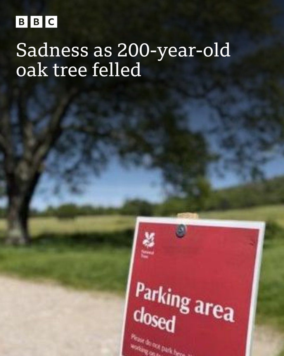 BBCDevon's tweet photo. The National Trust says the decision was "not taken lightly" to fell the red oak tree at the Saltram estate in Plymouth: https://t.co/0bszcQvNgb

📸 National Trust https://t.co/NNT3jNcRpD