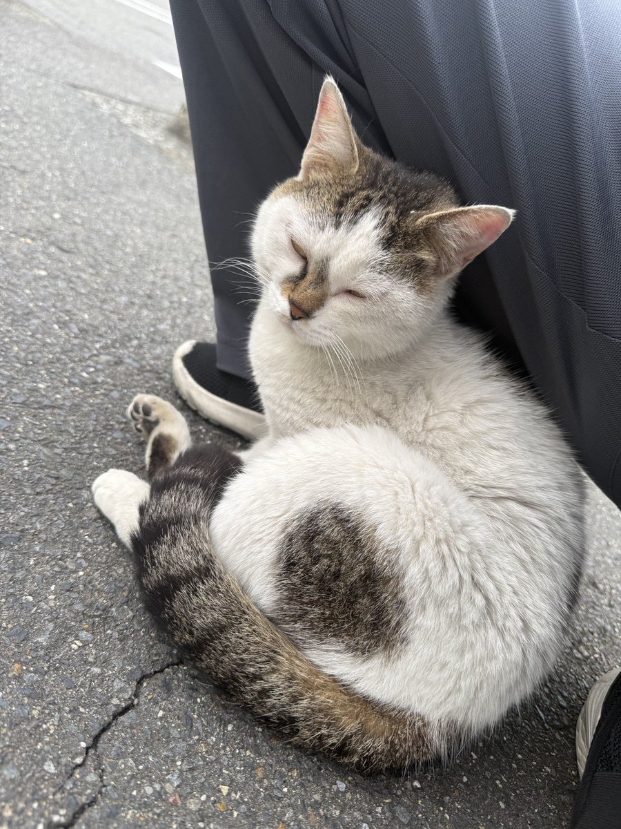 Sakurako_0530's tweet photo. 飼い主様を探しています。

2026年6月6日夜、セブンイレブン一宮住吉２丁目店の駐車場（店舗西側の駐輪エリア）で発見しました。車に轢かれる危険があったため見守り、保護しました。すでに誰かが餌を与えていた形跡があり、人懐っこく自分から足元に寄ってきました。

警察署に連絡しましたが→ https://t.co/CCL1U16HZg