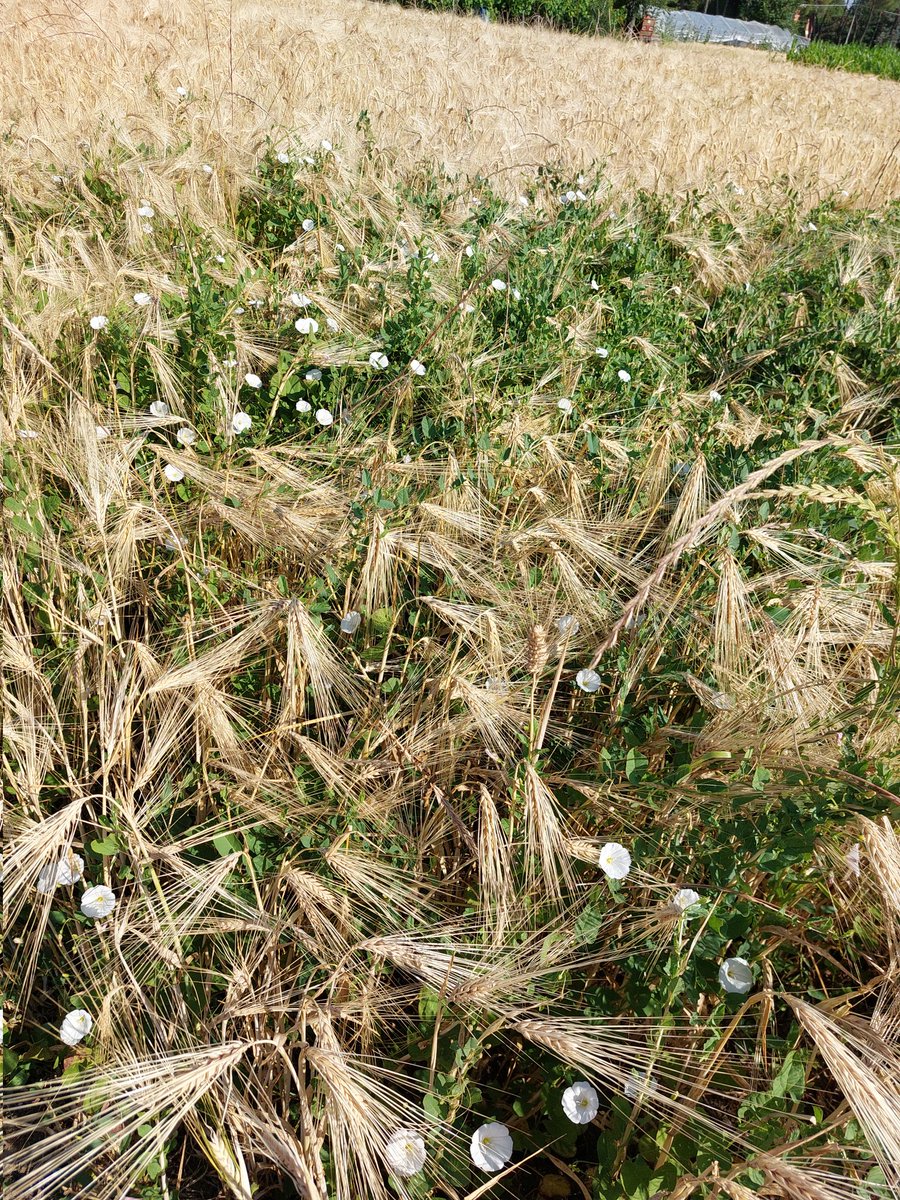 BaDadafb's tweet photo. Fai che per te io sia l’estate anche quando saran fuggiti i giorni estivi.
 ✍️
E. Dickinson

Detox 👩‍🌾 https://t.co/3321aT1t0V