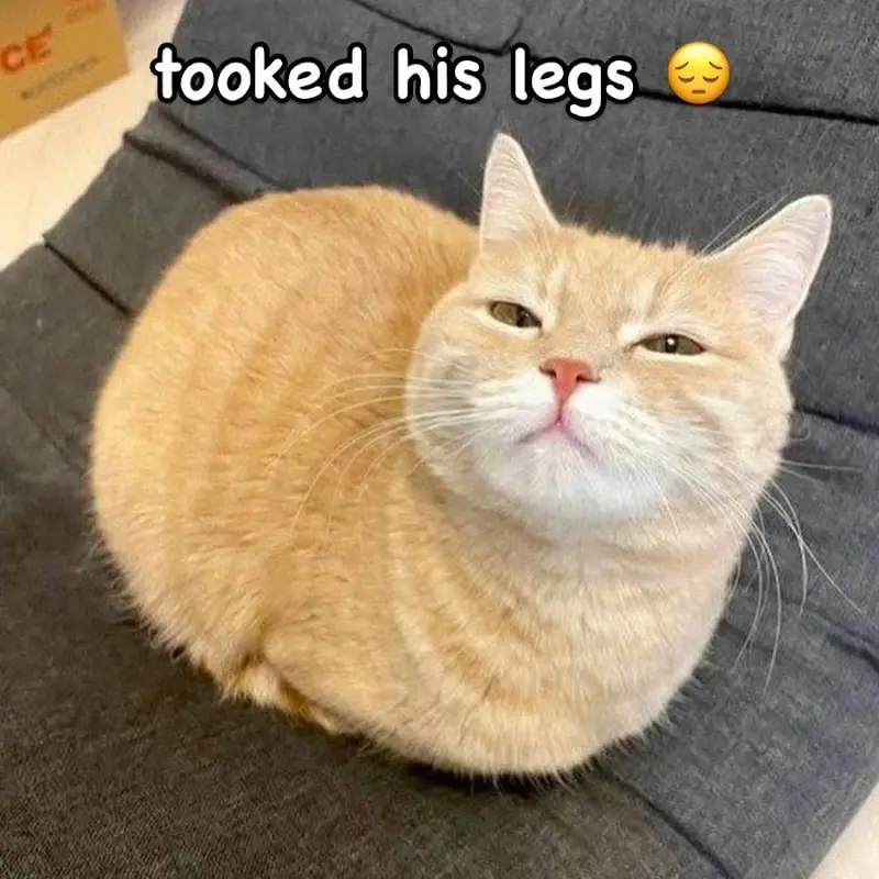 ellamaxxing's tweet photo. loafed too hard https://t.co/jlzWgumeX2