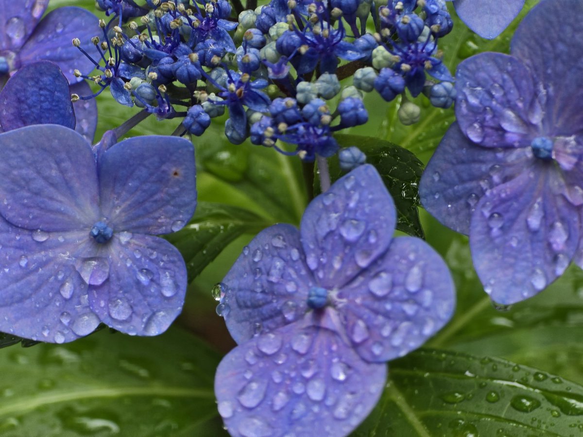 Aimerron's tweet photo. 雨と紫陽花☔🐌☔ https://t.co/lTT7yIf9No